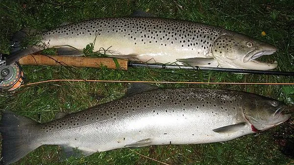 User submitted picture: Two eight pound seatrouts...