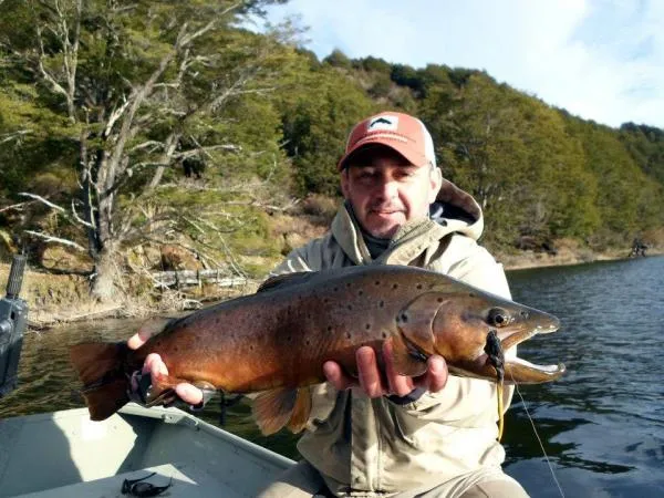 User submitted picture: Brown trout and mouse  - ...