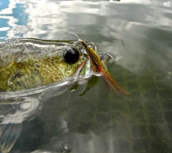 User submitted picture: eye to eye, largemouth ba...
