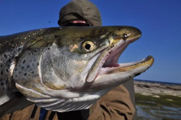 User submitted picture: silver